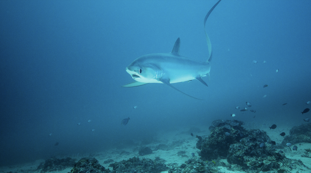 Luxury resort in Nusa Dua, Bali