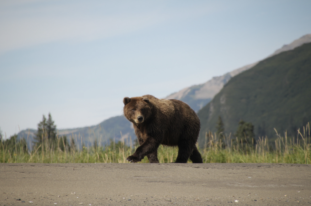 Alaska Railroad Train Passing Through Denali National Park