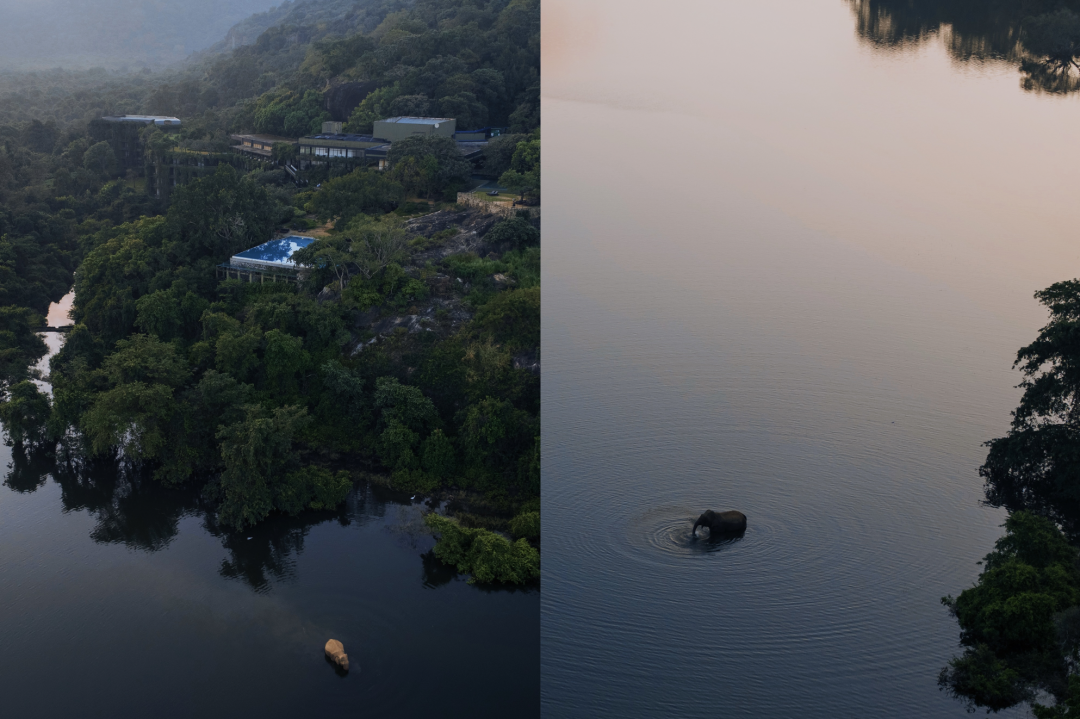 Nuwara Eliya tea plantation