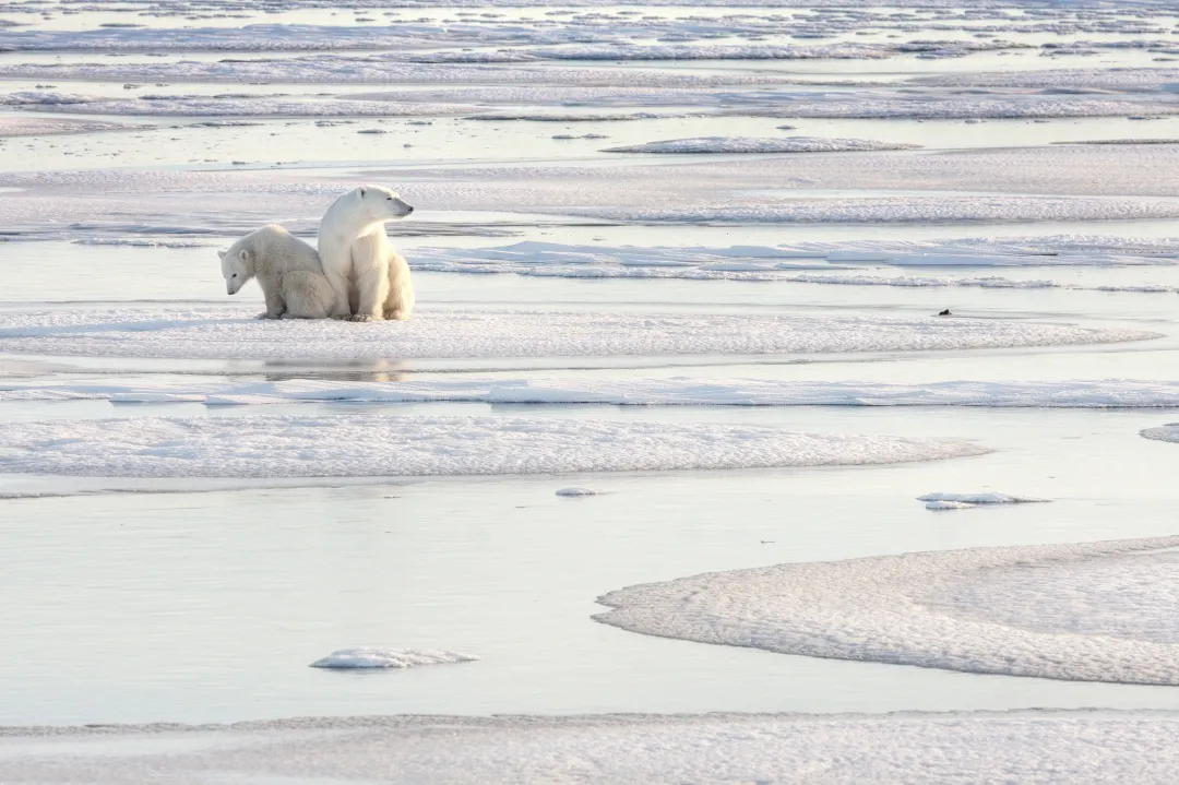 Arctic wildlife: walruses on ice
