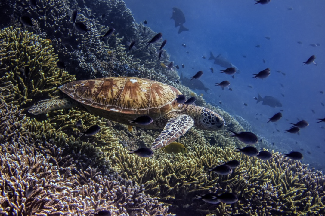Underwater post office