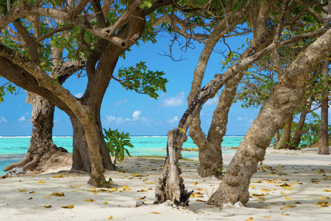 Tropical island paradise