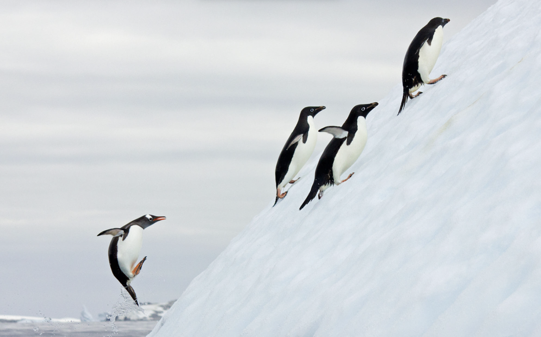 Sustainable Travel in Antarctica