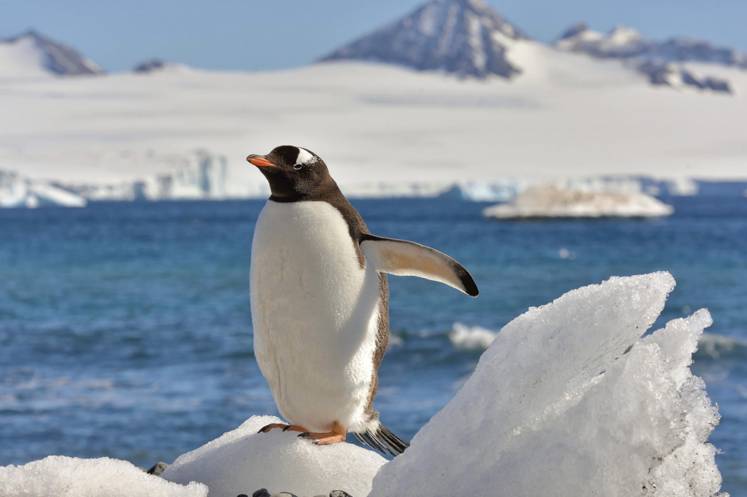 Cruise Ship in Antarctic Waters