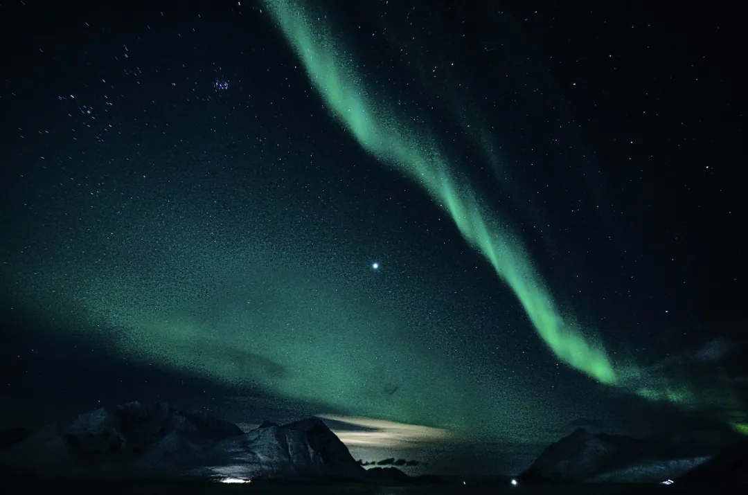 Seek by iNaturalist App Interface