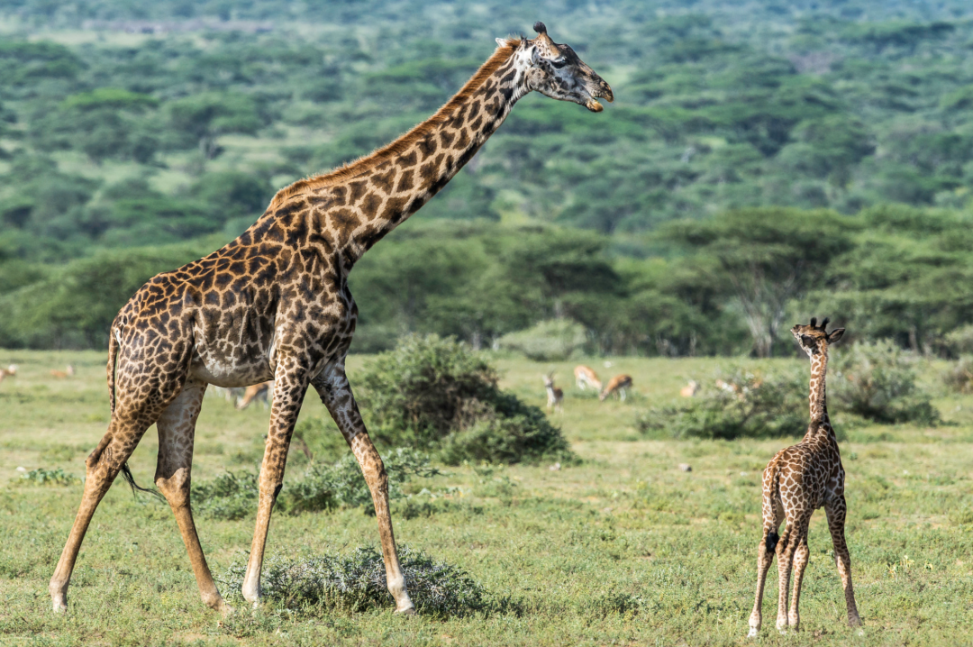 Hot air balloon over Cappadocia
