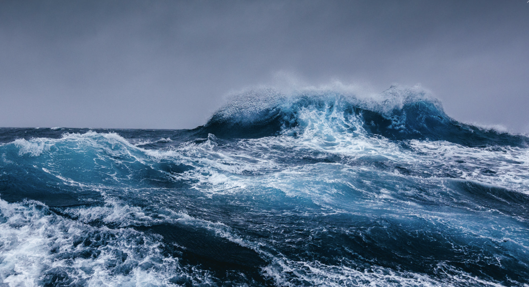 Antarctic Penguin Chicks
