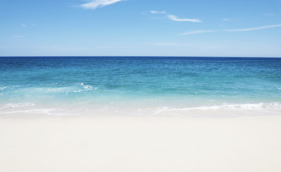 Whale Shark Swimming