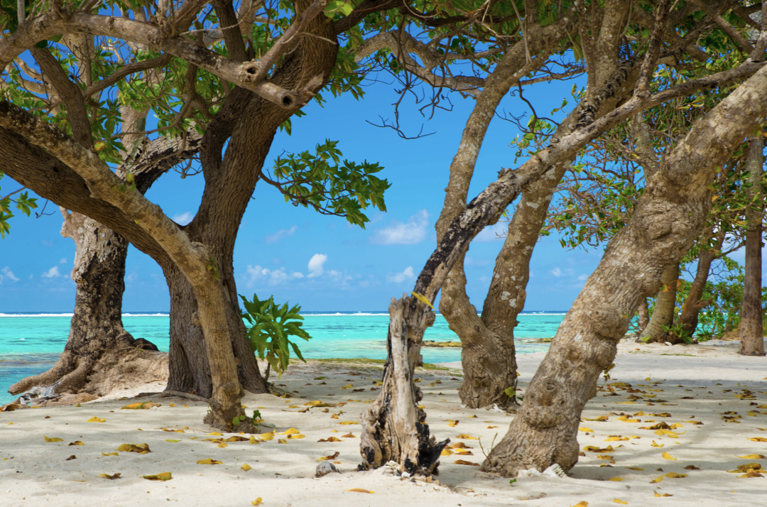 Overwater bungalow with glass floor for fish viewing